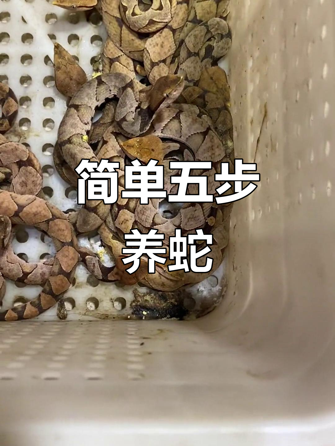五步蛇养殖轻松上手,小成本创业新机会