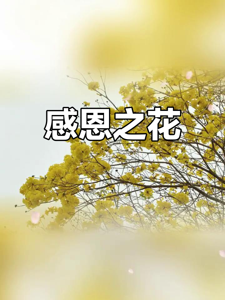 黄花风铃,感恩的象征,绽放幸福与成功的美丽