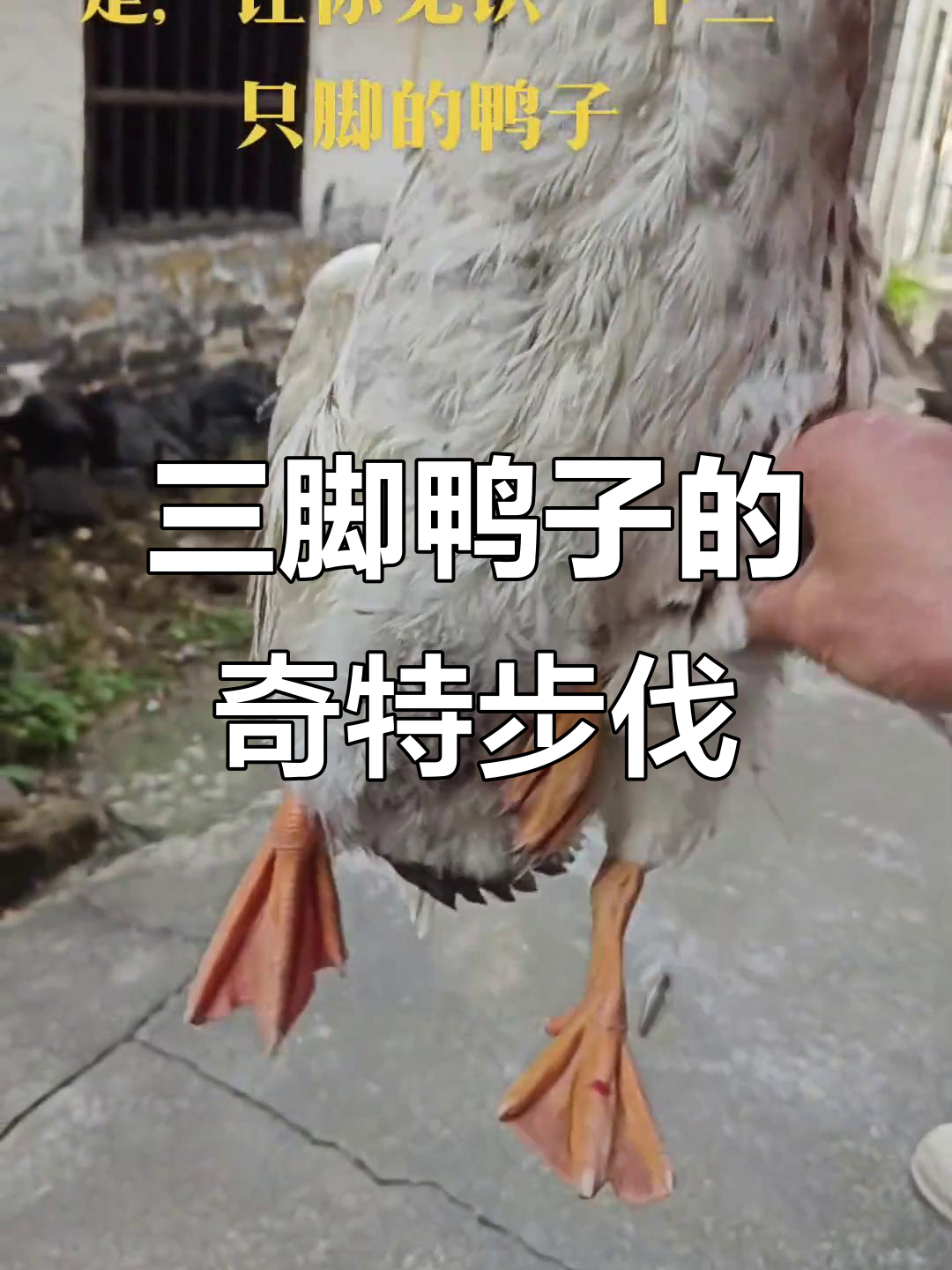 这只三只脚的鸭子,走起路来竟然这么猛!