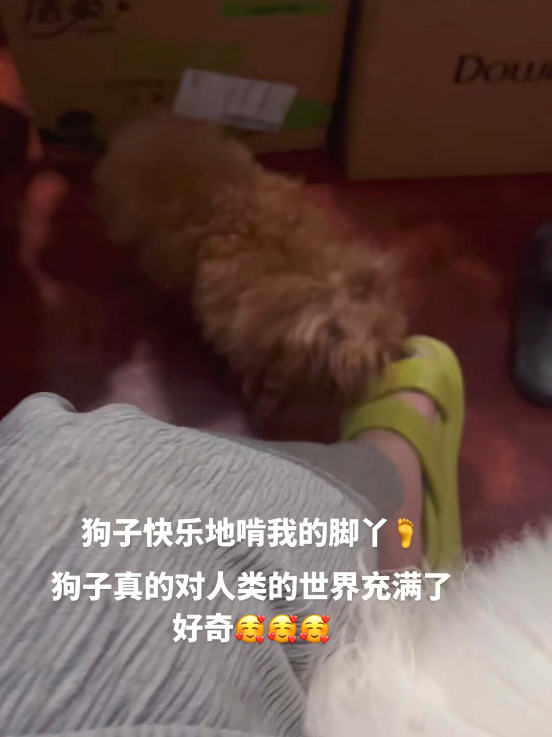狗狗为什么喜欢舔主人的脚丫呢?