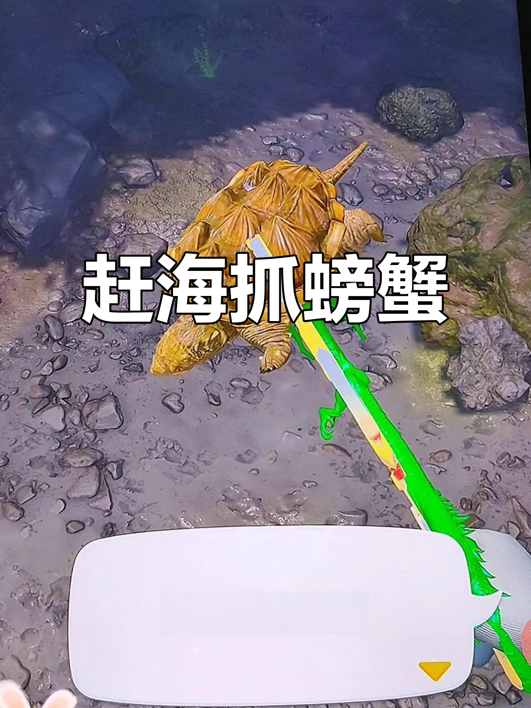 赶海捕帝王蟹,老妈任务难倒我