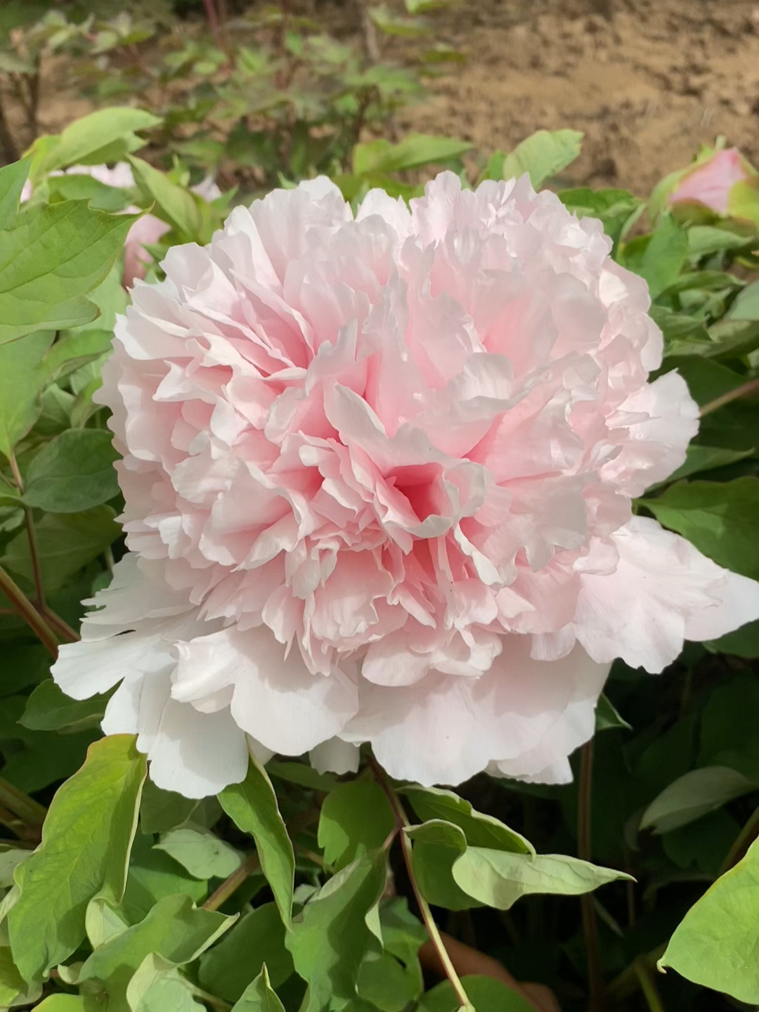 牡丹四大名品之:赵粉