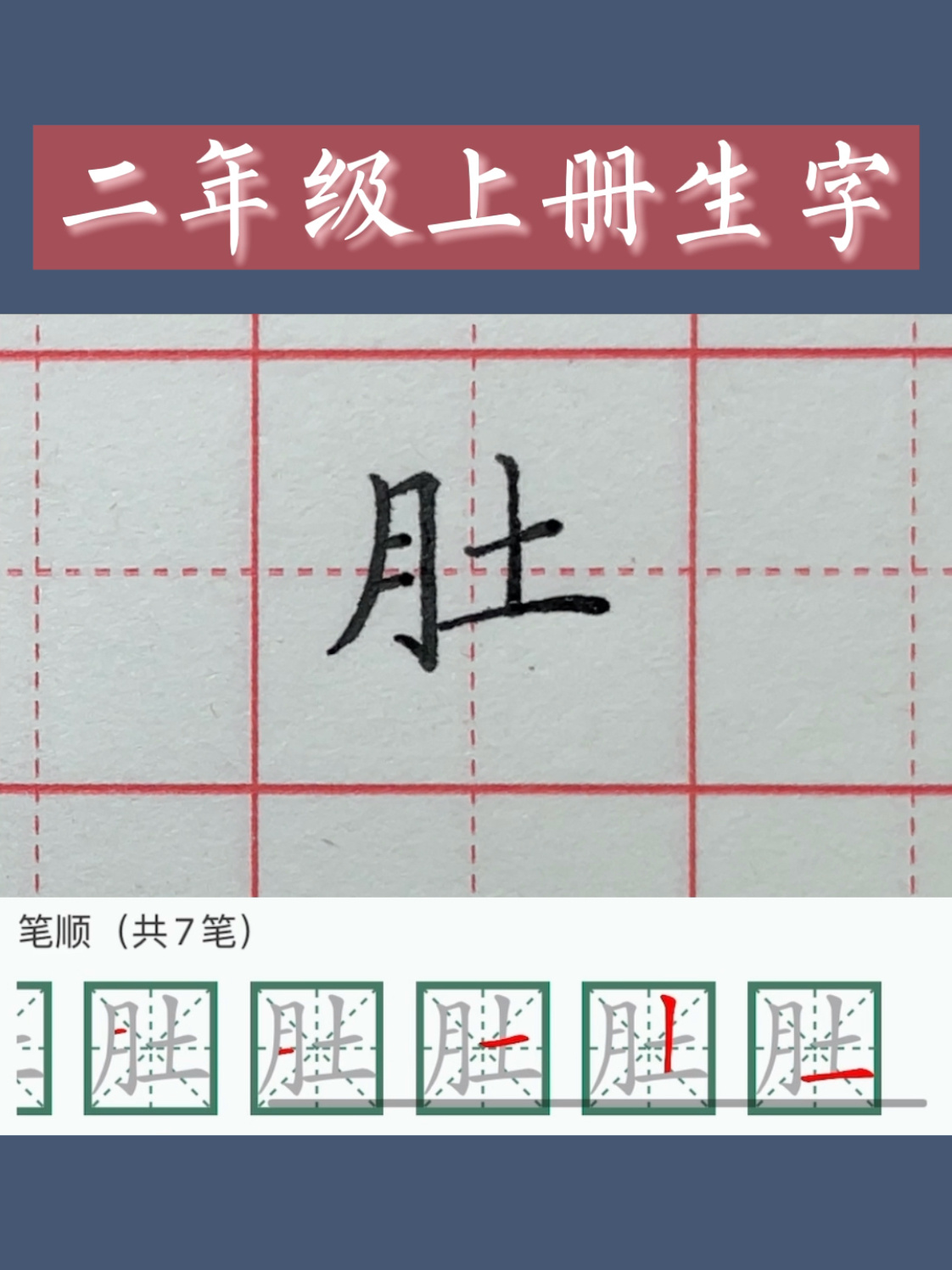 二年级上册生字「肚」字硬笔楷书