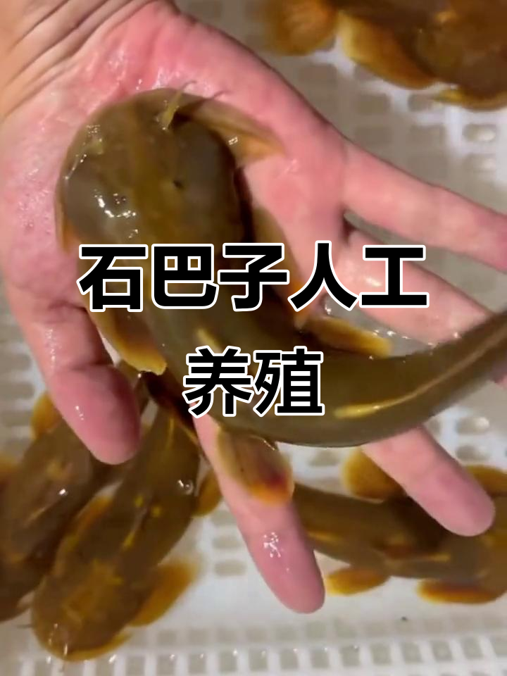 冷水鱼石巴子人工养殖,特种水产新突破