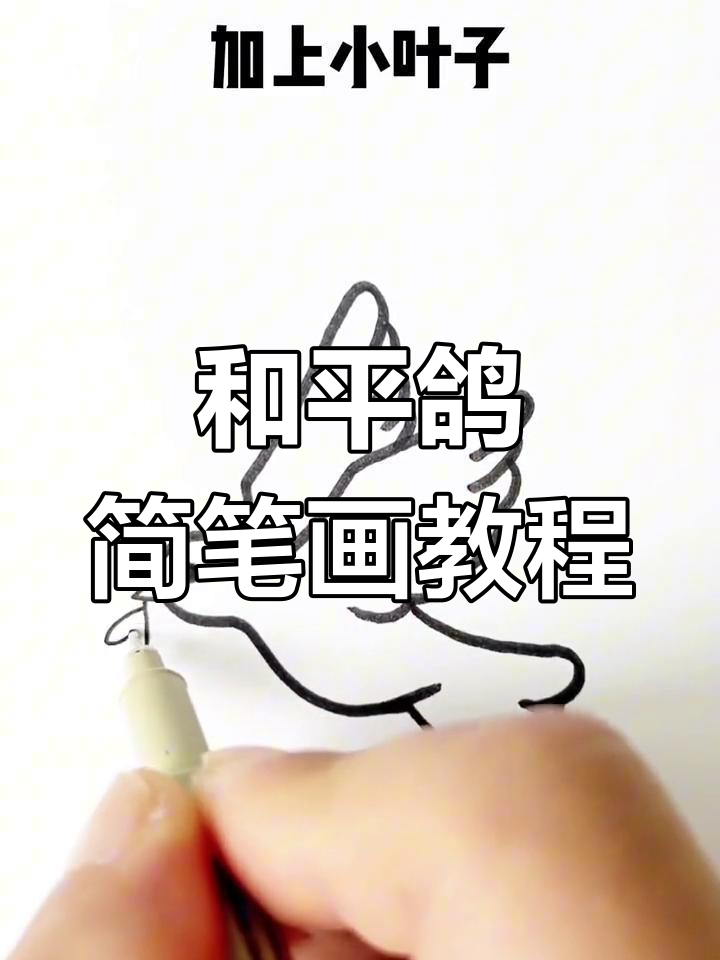 画鸽子一步一步图片