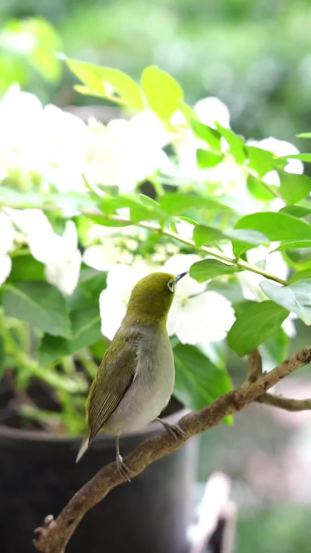 它在喝叶子上的水滴,又被长尾缝叶莺驱赶 暗绿绣眼鸟 长尾缝叶莺的