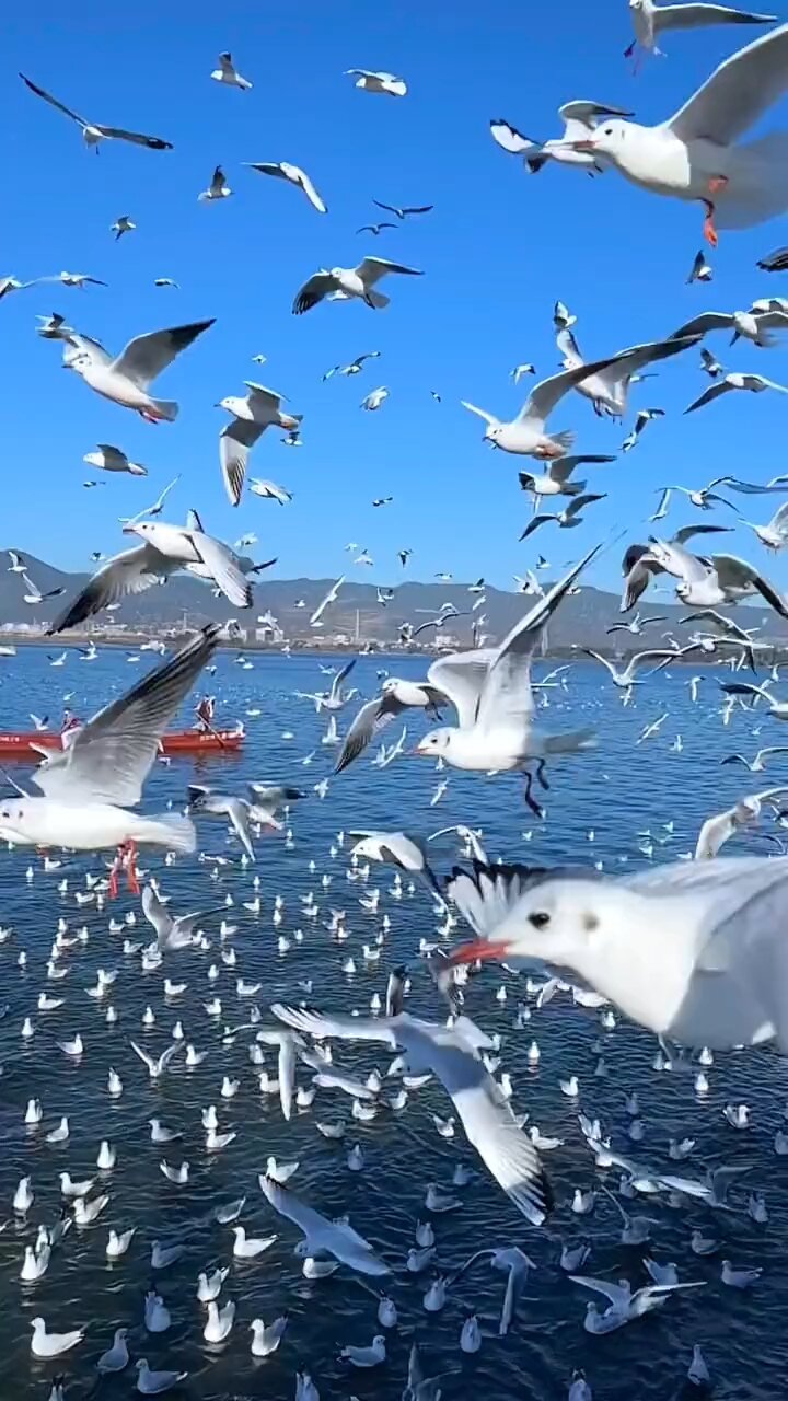 昆明的海鸥真的太浪漫了,美哭-度小视