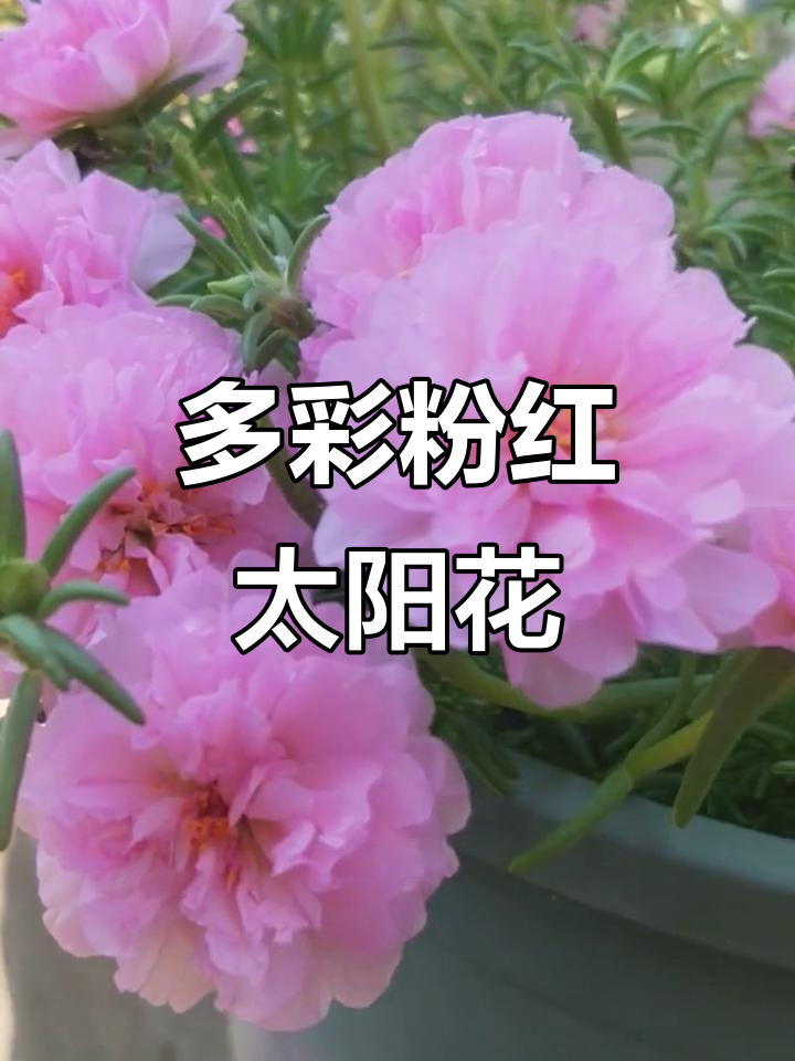 粉色重瓣太阳花,每一朵都独一无二