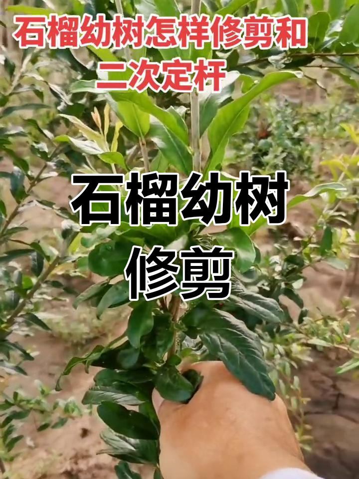 石榴树怎样修剪图片