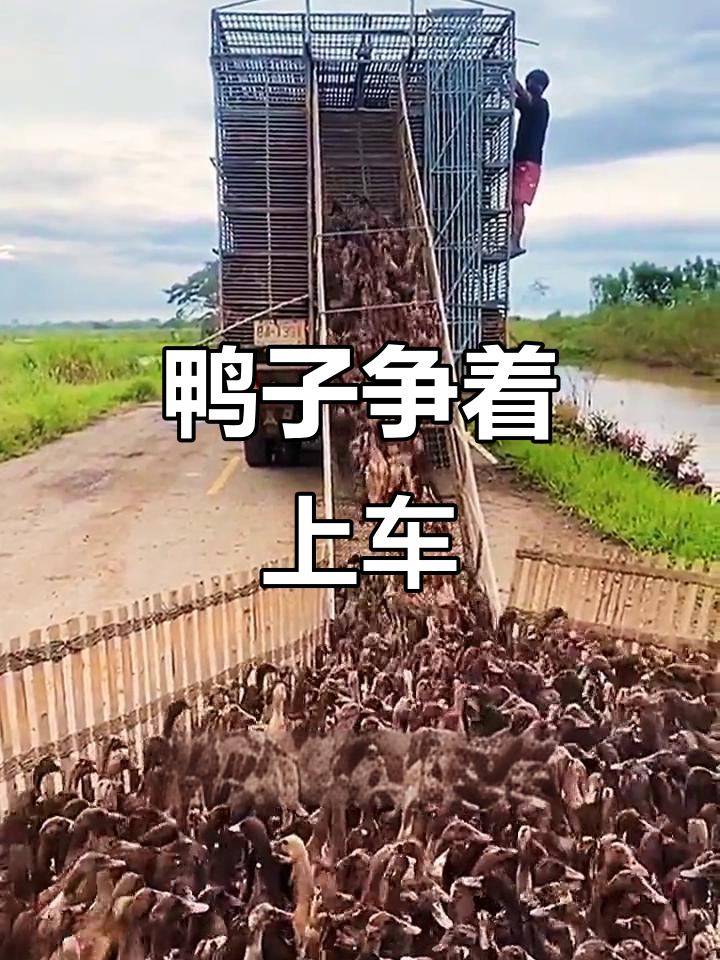 赶鸭子上架,结果真让人哭笑不得!