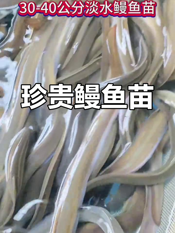 淡水鳗鱼苗,肉质鲜美,耐寒低氧,南北皆宜