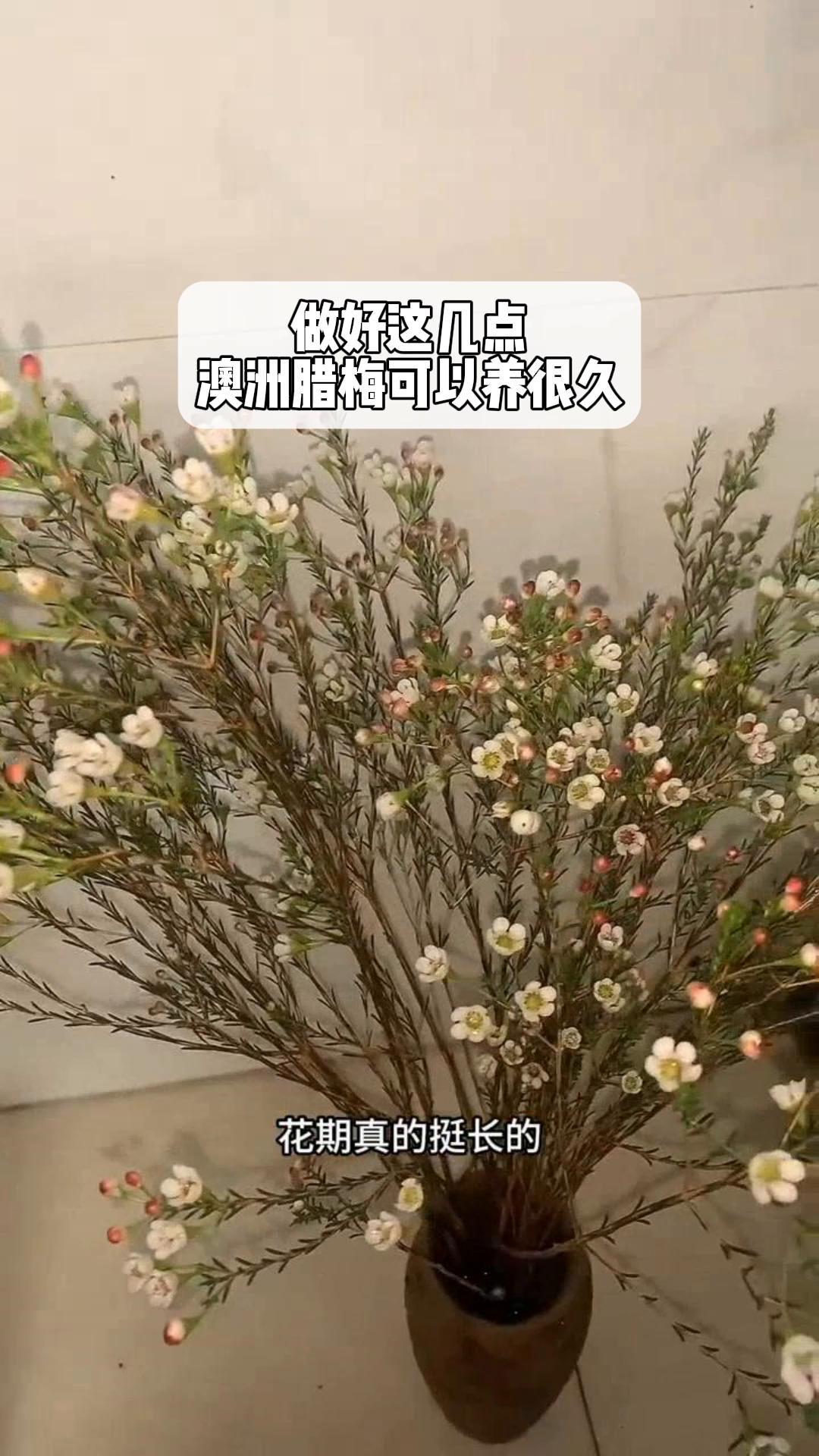 做好这几点澳洲腊梅可以养很久