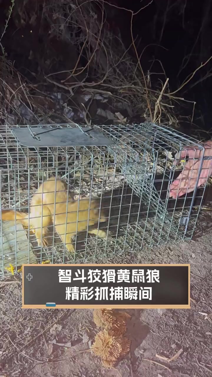 智斗狡猾黄鼠狼,精彩抓捕瞬间