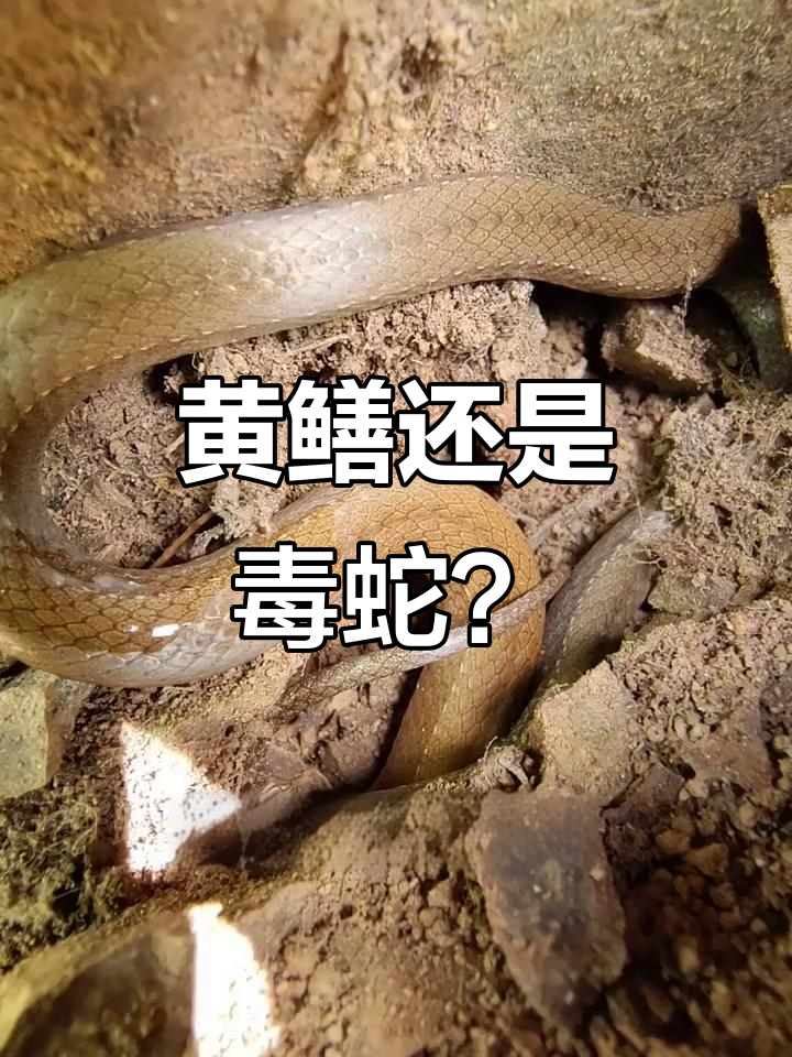 山洞发现"蛇"样黄鳝,竟是毒蛇!