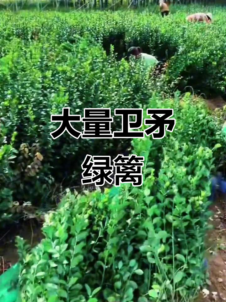 卫矛绿篱50高,大量挖苗供应