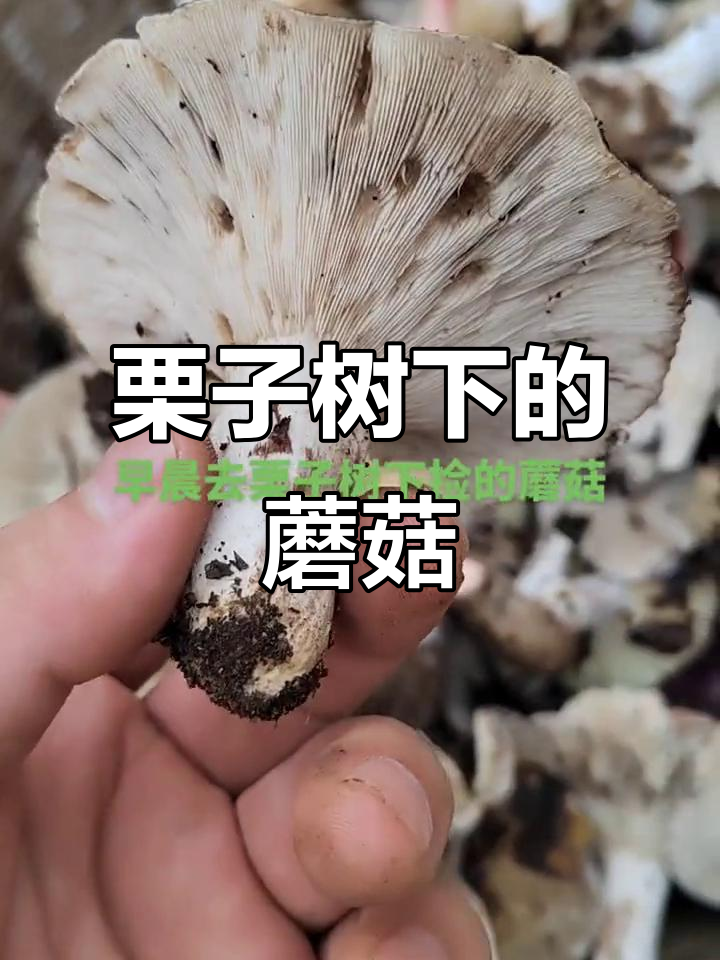 栗子树下藏惊喜,野生菌的秘密收获