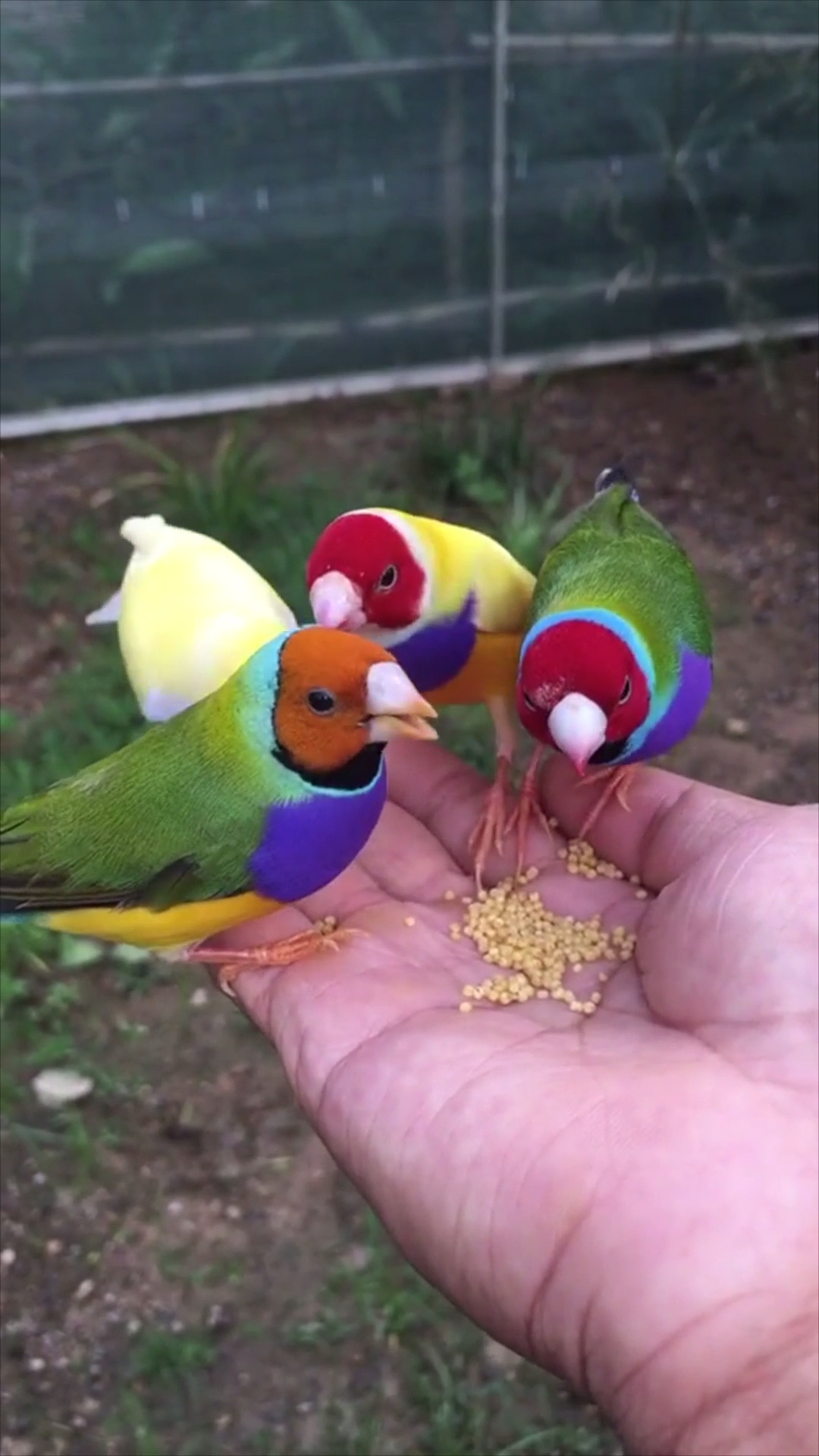 彩虹鸟不怕人 在手上吃东西 太可爱了96-度小视