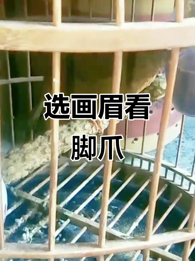 如何挑选画眉鸟?脚部特征决定优劣