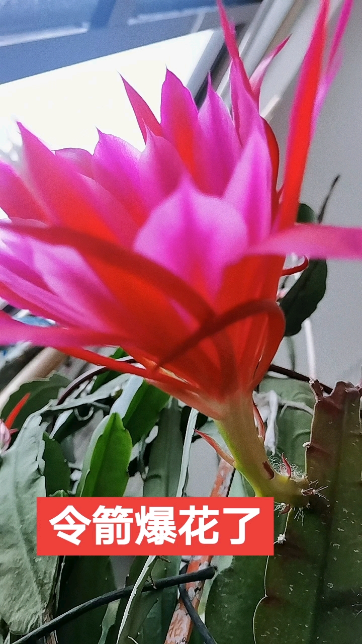 好漂亮的令箭开花了