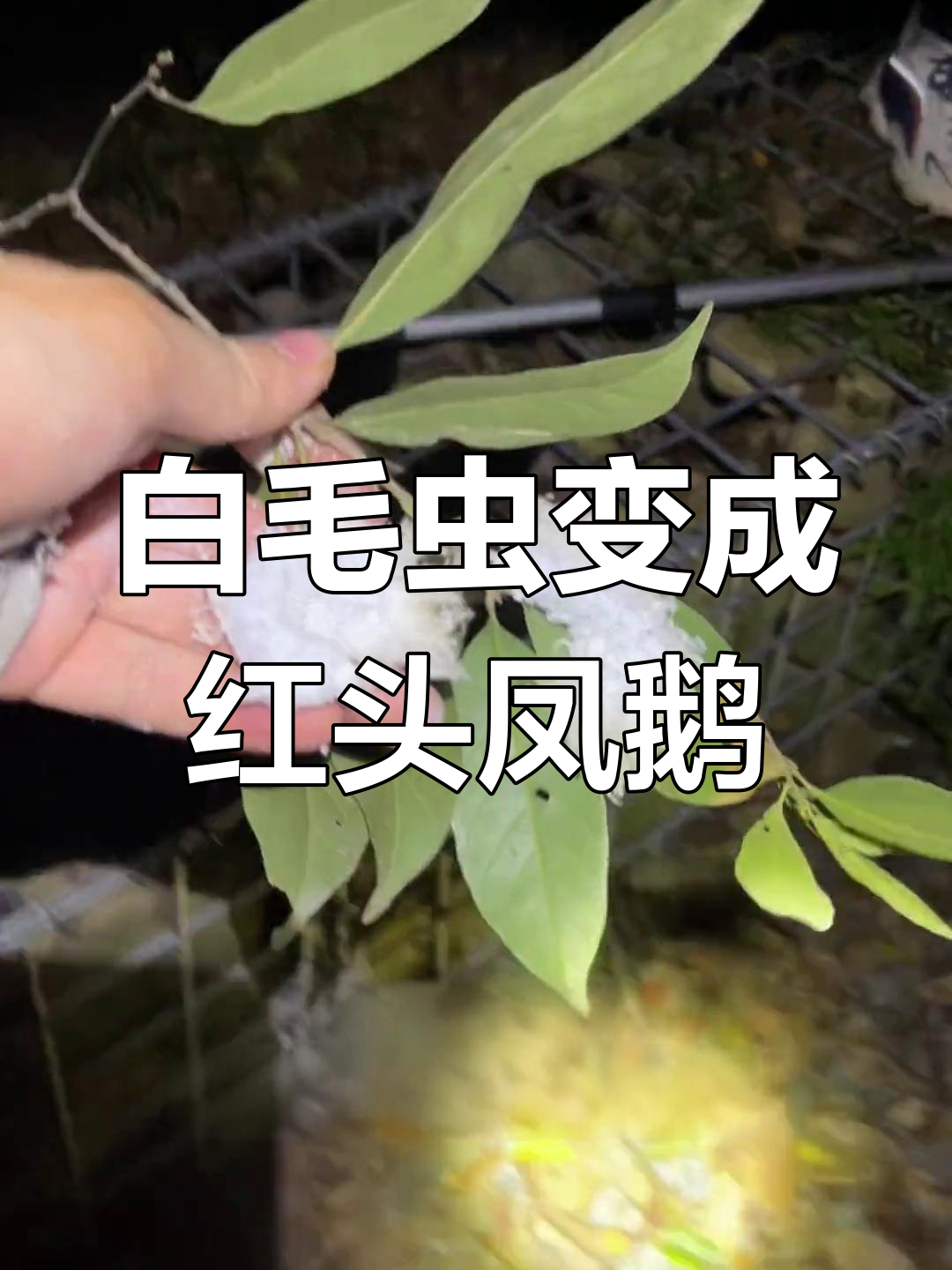 神奇毛虫变飞蛾成长过程揭秘