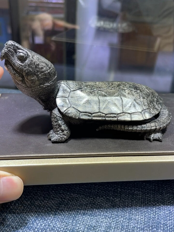 国家一级保护动物-鹰嘴龟