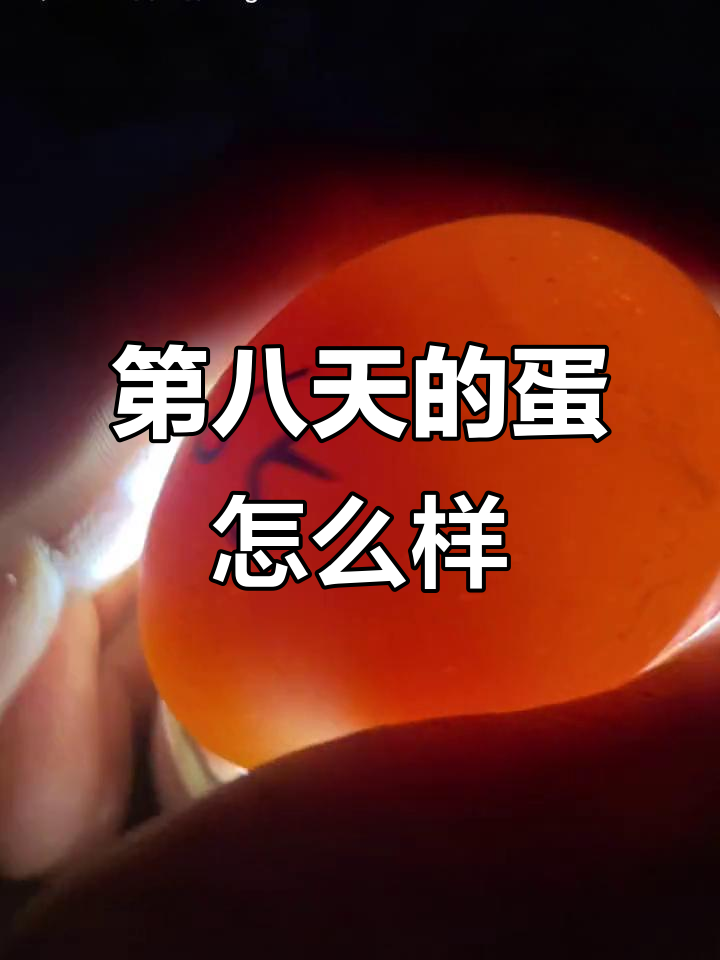 鸡蛋孵化8天,里面啥也没有?