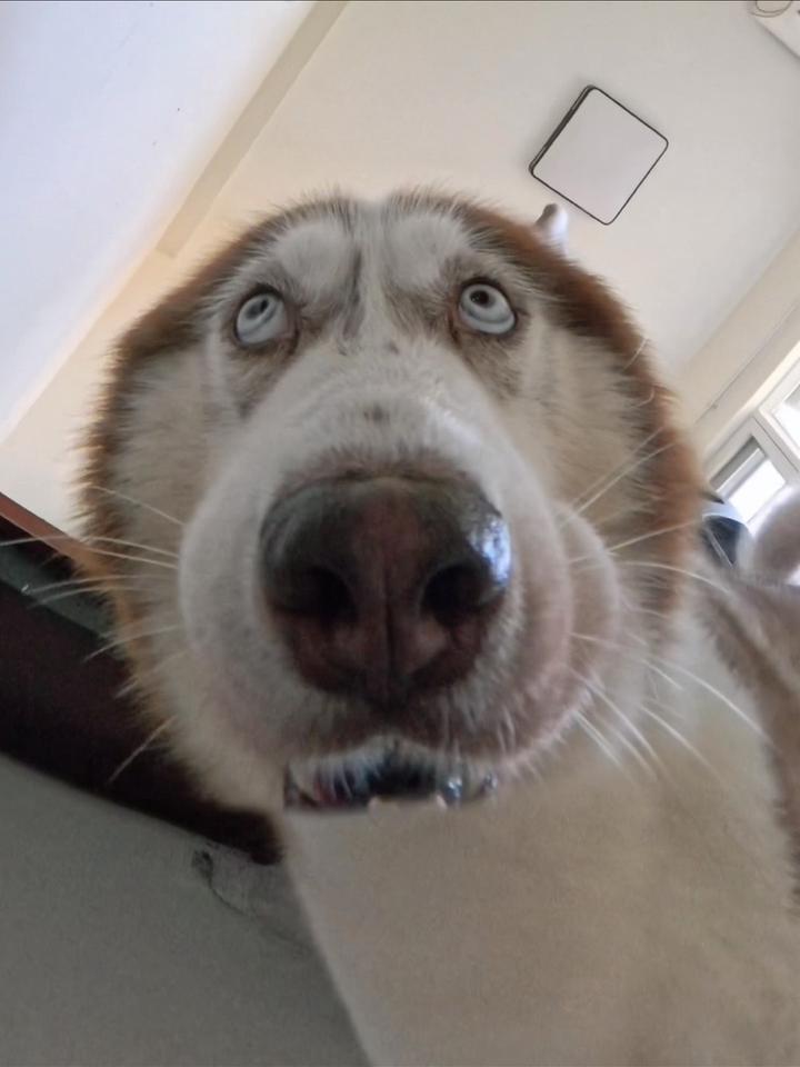 我帮你们放风傻狗的日常,狗狗怼脸拍