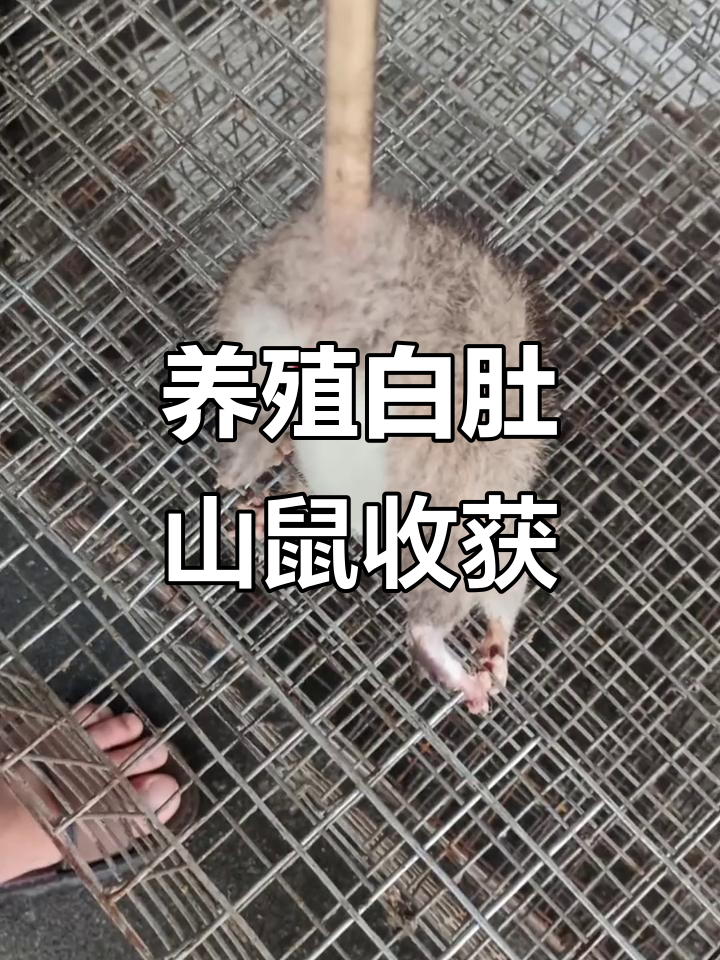 白肚山鼠种苗大丰收,但基本被吃掉!