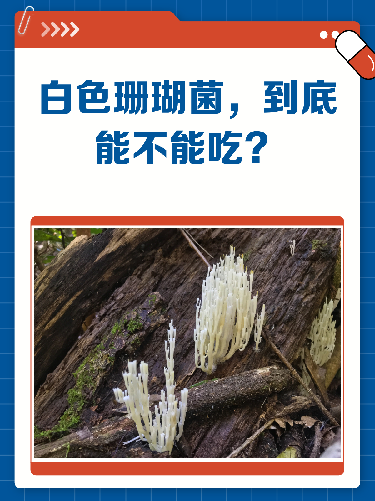 白色珊瑚菌能吃吗?看完这篇你就懂了!