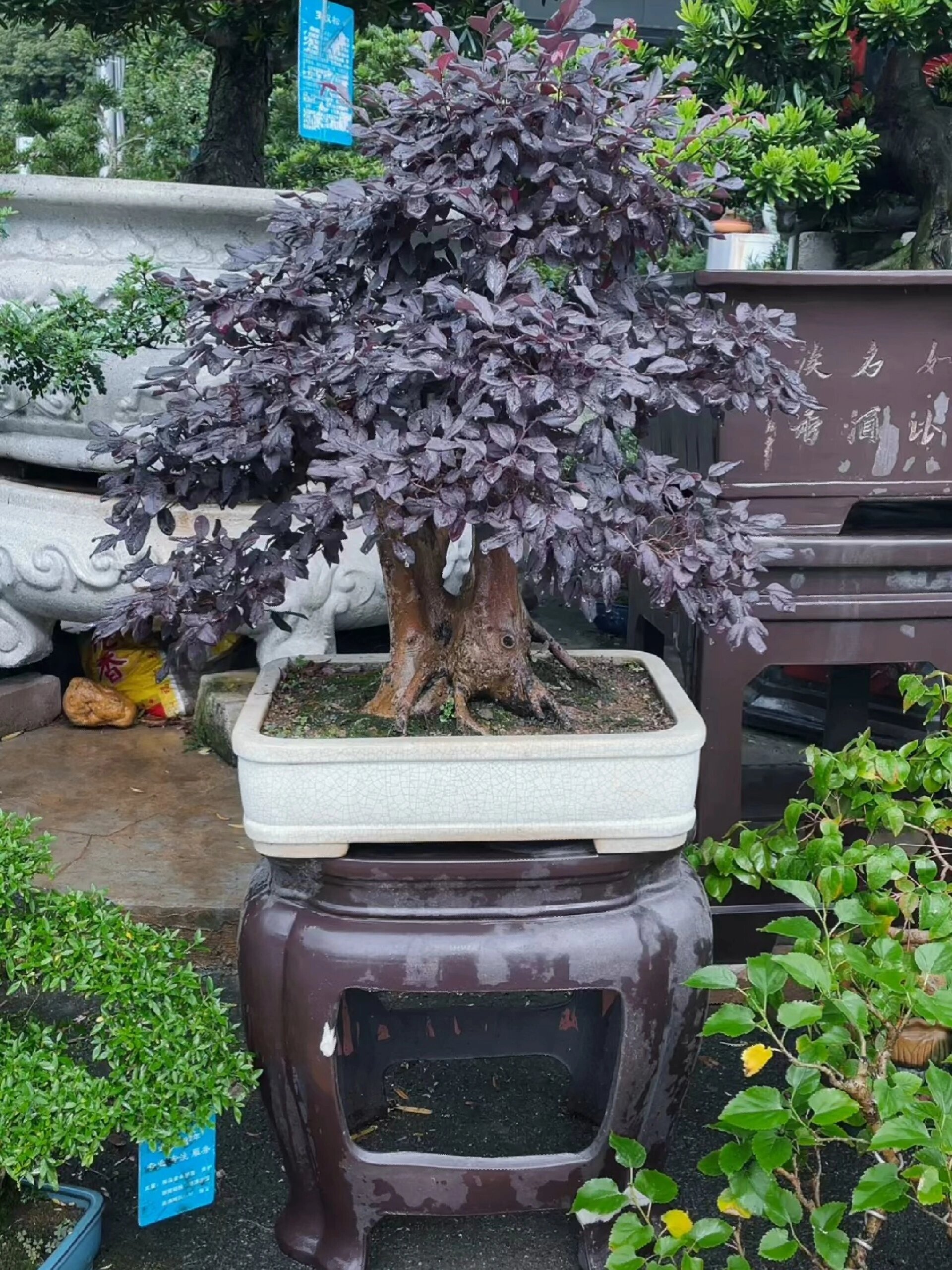 老桩红花檵木盆景