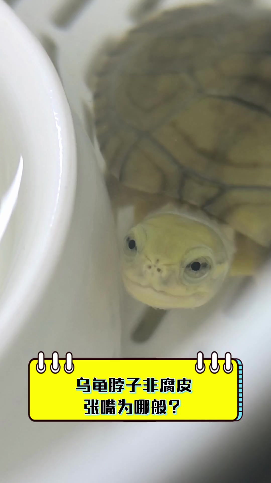 乌龟为什么张嘴