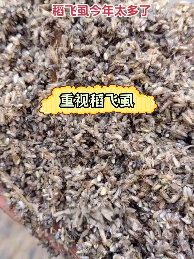 稻飞虱防治关键时刻,农民需警惕