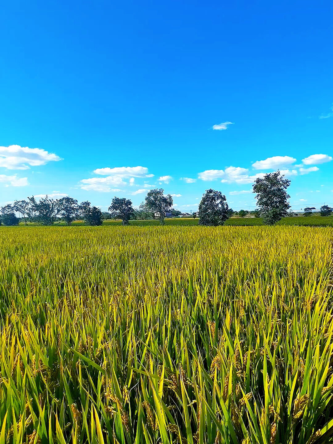 农村秋天的景色