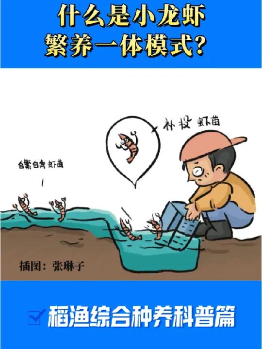 养龙虾教程(养龙虾技术视频)