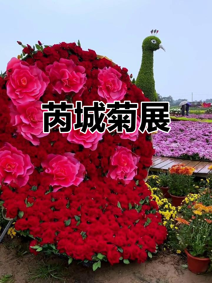 赏花节主题图片