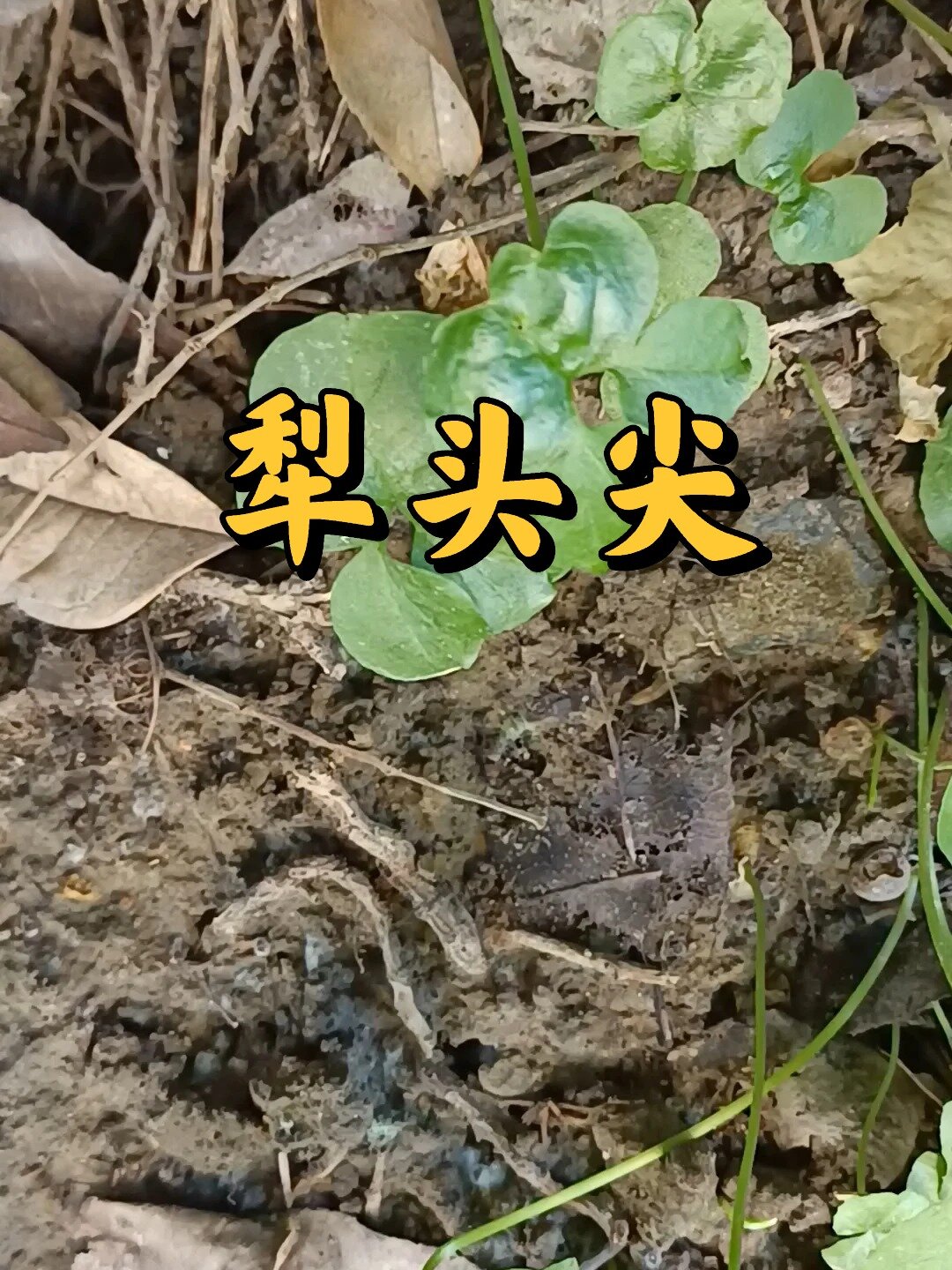 犁头尖全草,块茎入药!别名芋仔草,大叶半