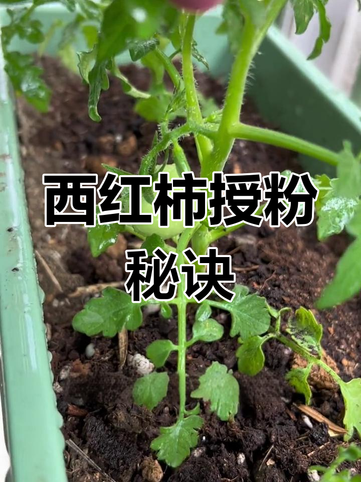 西红柿是雌雄同花,阳台种植小技巧大公开