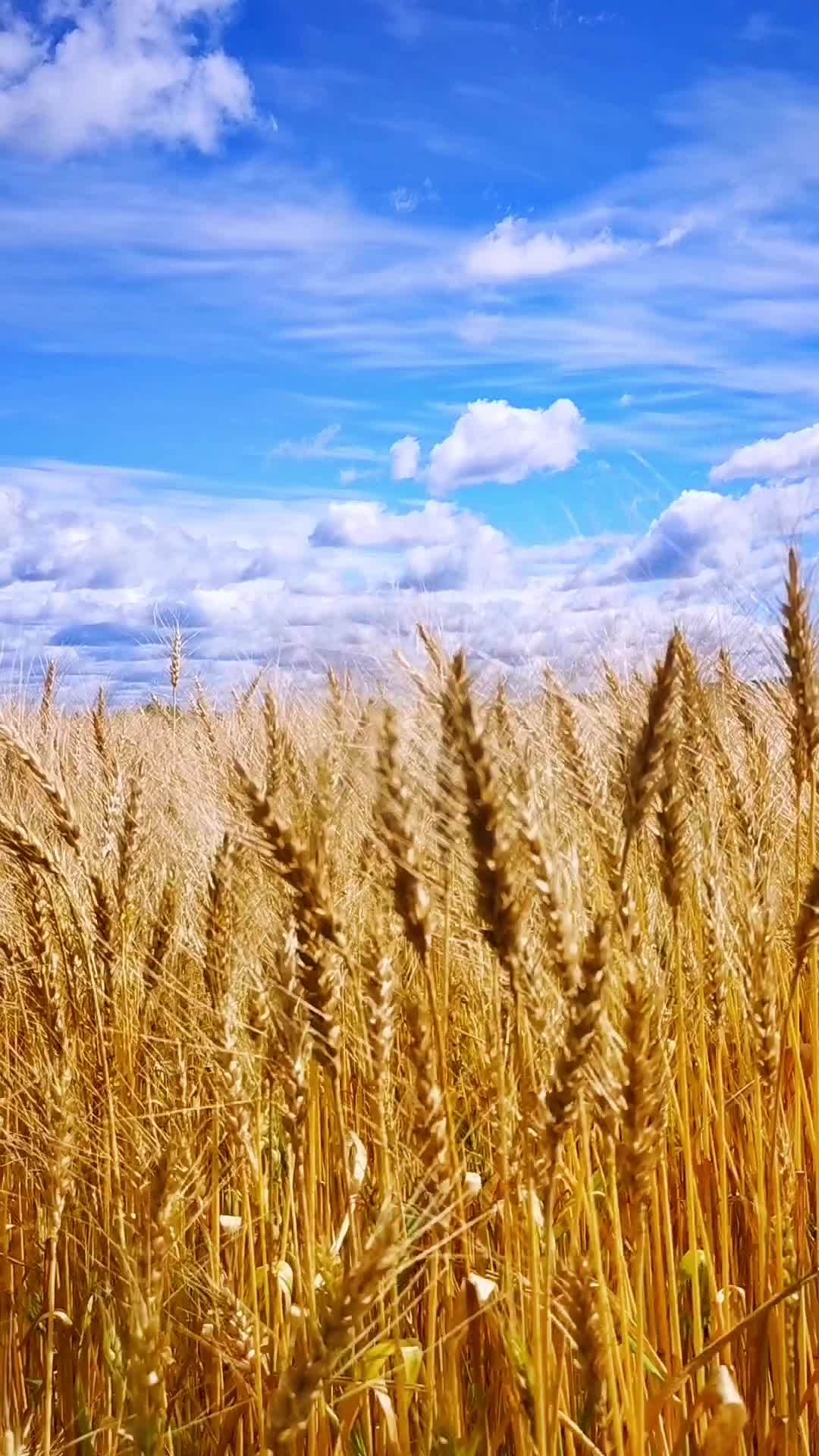 秋天 风吹麦浪 丰收的季节