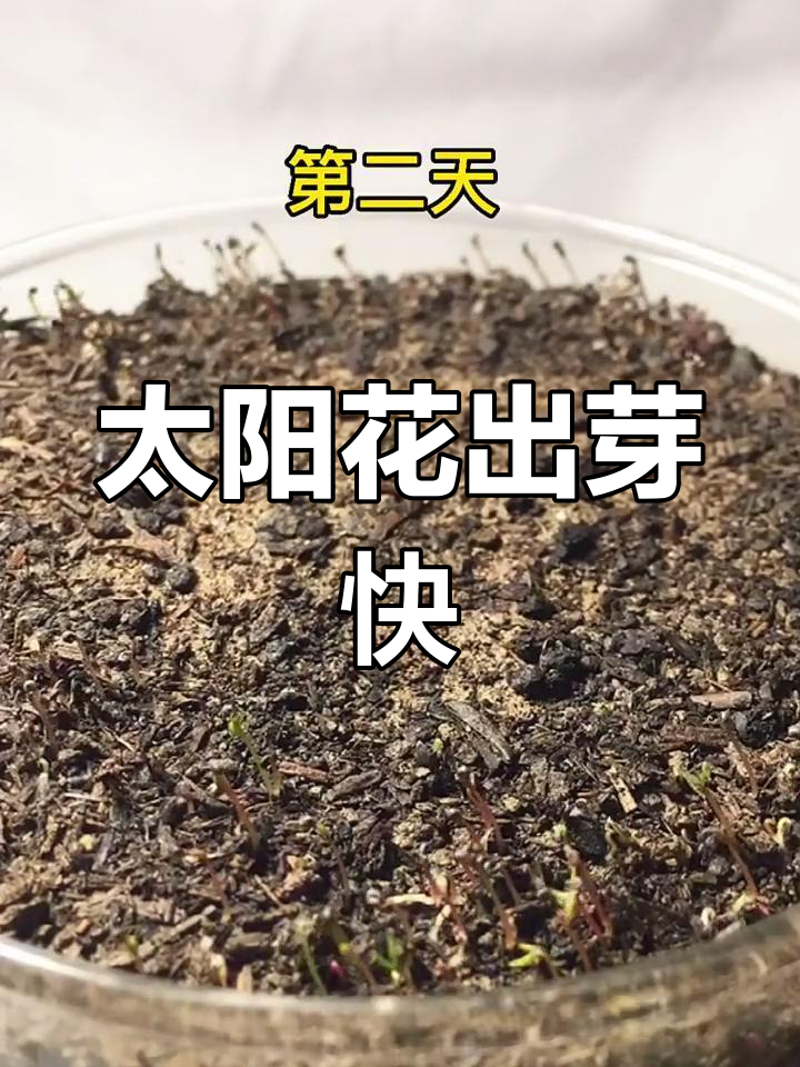 太阳花播种4天,小芽破土而出