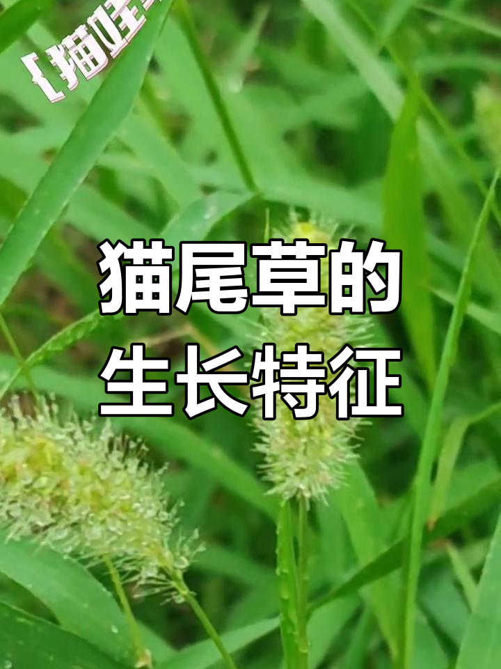 猫尾草:多年生亚灌木的独特魅力
