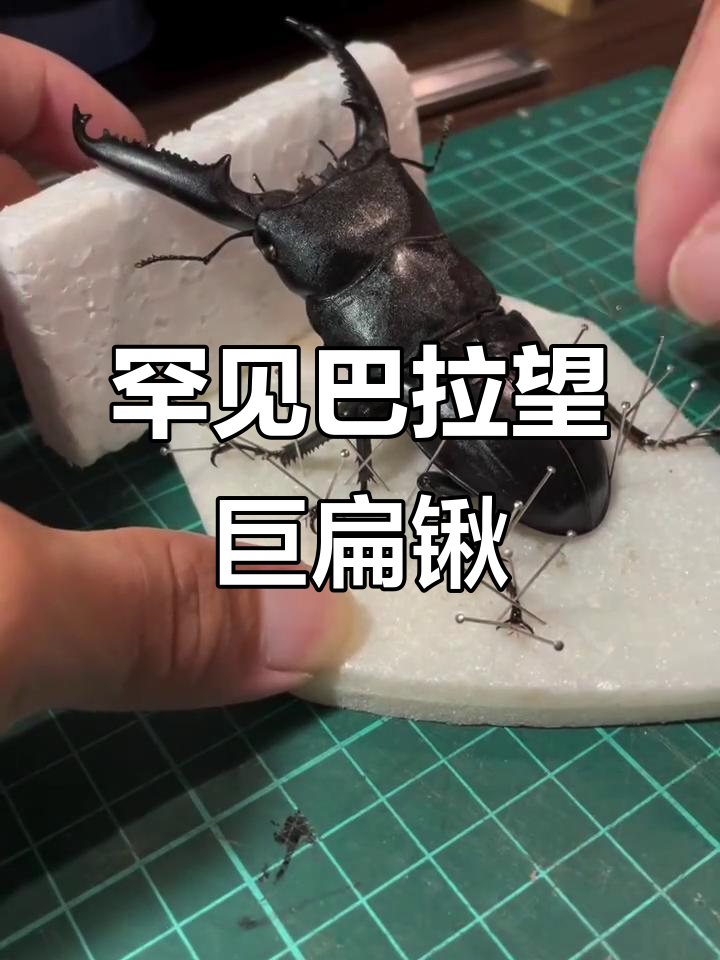 巴拉望巨扁锹形虫:稀有甲虫标本展示