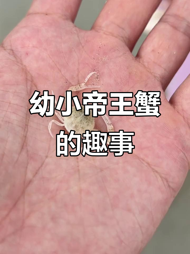 小帝王蟹走路太慢,四人帮忙送回家