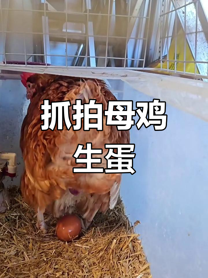摄影师拍摄母鸡视频教程，技巧大全
