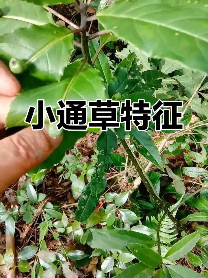 小通草,绿色枝叶,花淡黑子房圆