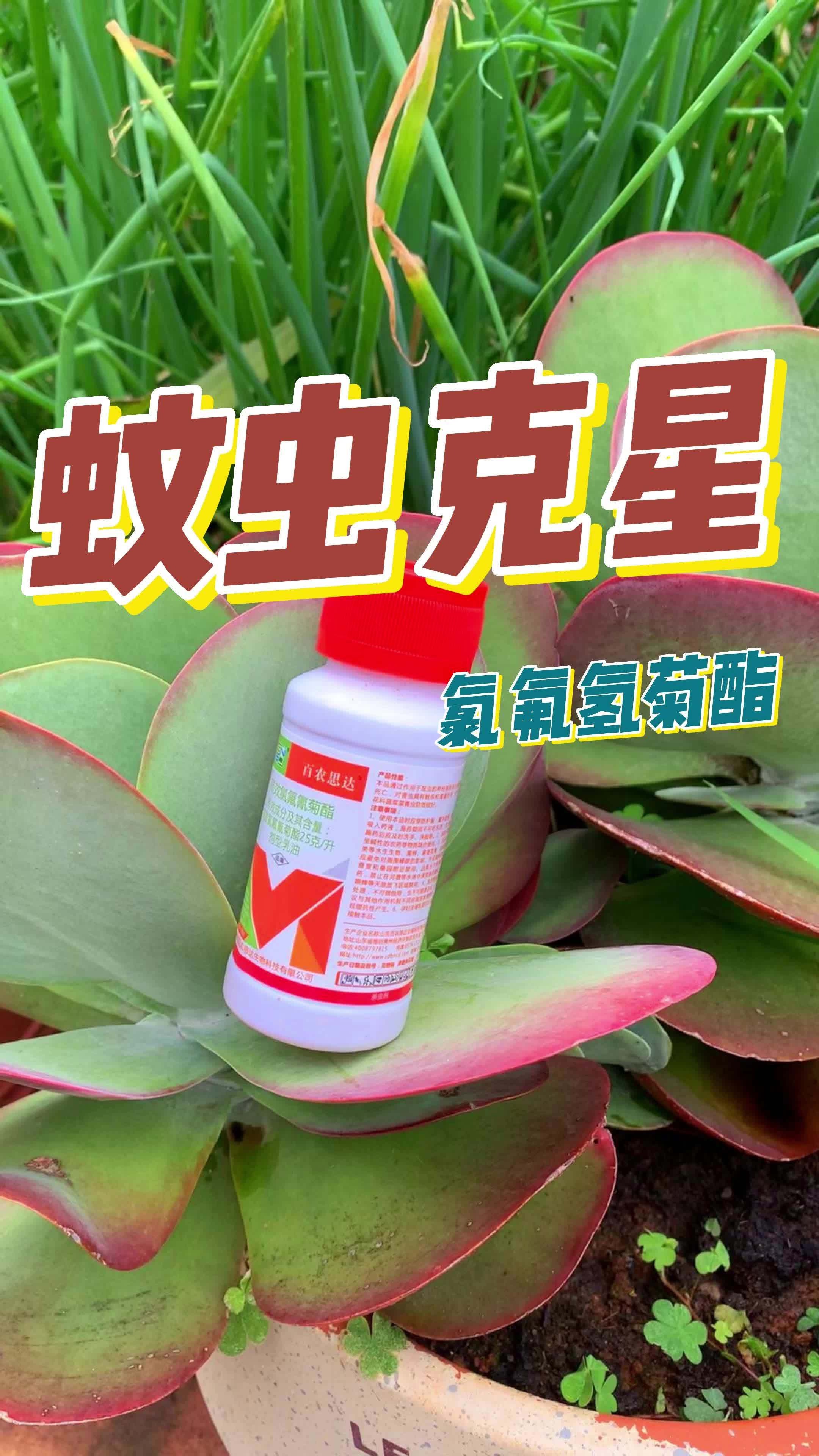 那就用 高效氯氟氢菊酯 兑水喷一喷,让你养花没烦恼 爱养花的女人