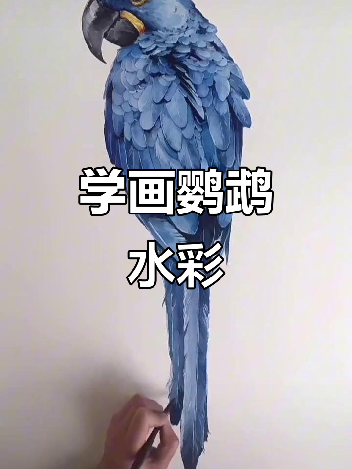 鹦鹉水彩画步骤大揭秘,轻松学会画画技巧