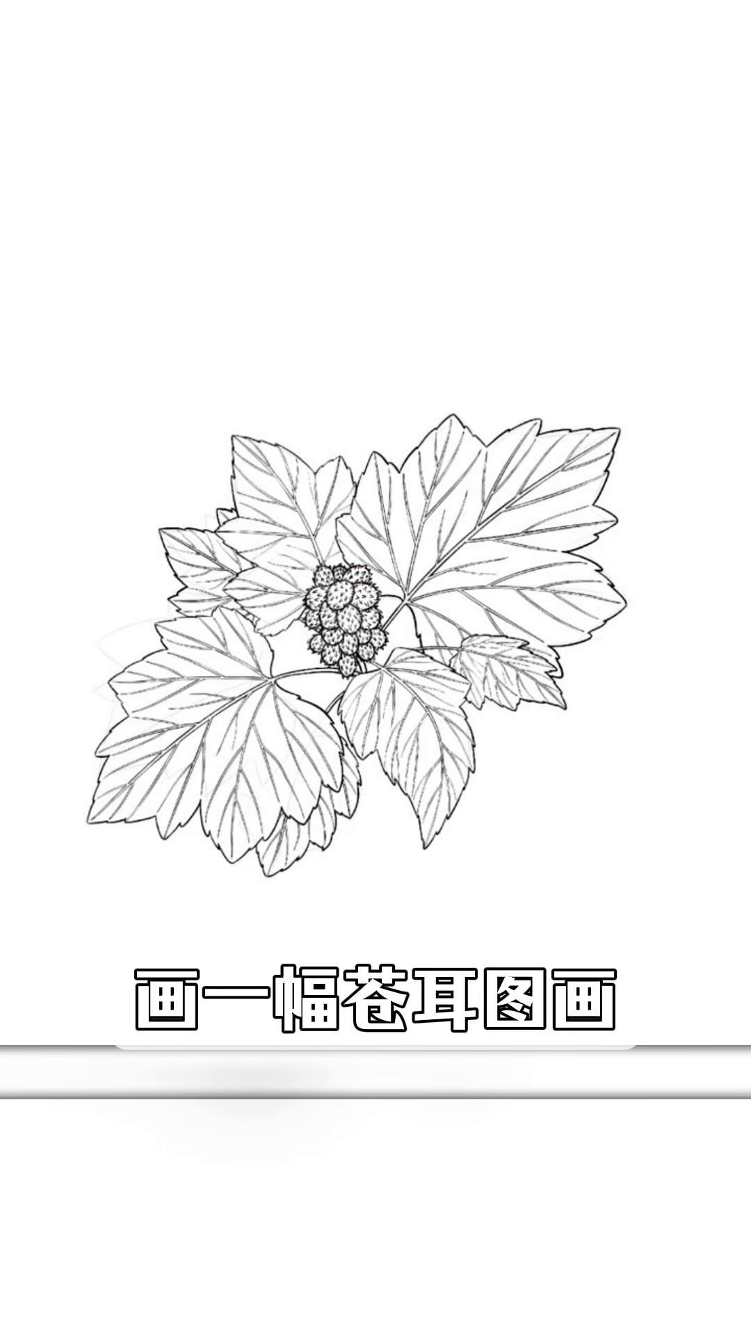 画一幅苍耳图画