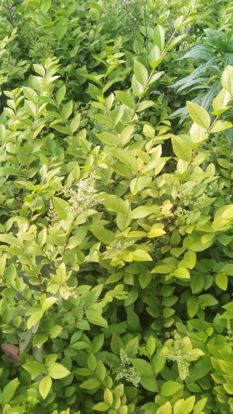 河南潢川县合理苗圃场出售金叶女贞苗-度小视