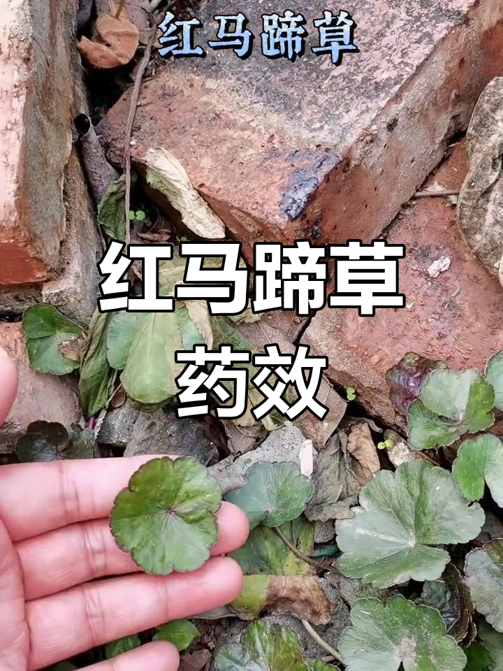 红马蹄草功效图片