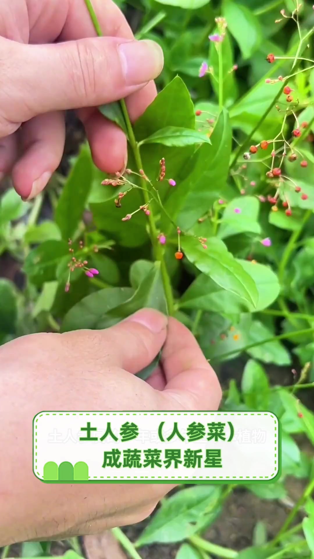 土人参(人参菜),成蔬菜界新星